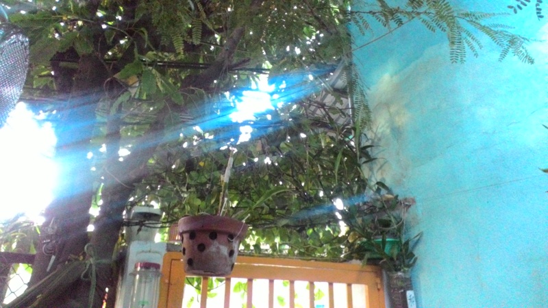 Asus Zenfone C Asus Zenfone C