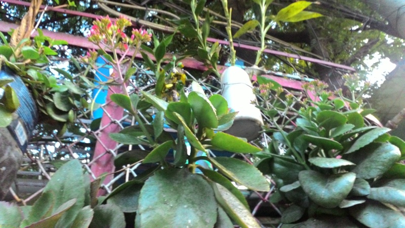 Asus Zenfone C Asus Zenfone C