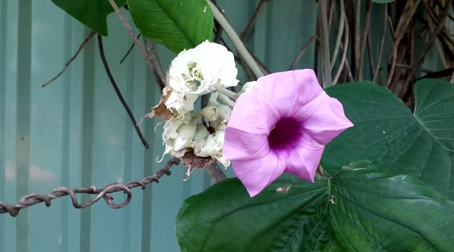 Q-Smart Dream EI b Q-Smart Dream EI b