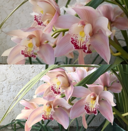 iphone 6 galaxy s6 camera 2 iphone 6 galaxy s6 camera 2