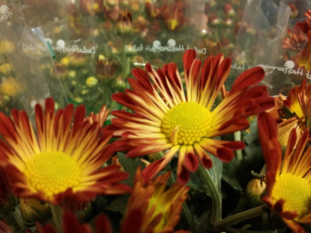 Camera Pantech Vega Secret UP A900L Camera Pantech Vega Secret UP A900L