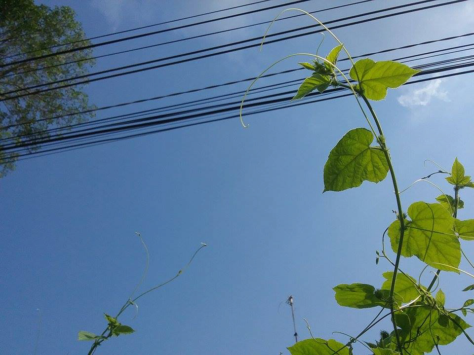 Galaxy Tab A 8.0 camera