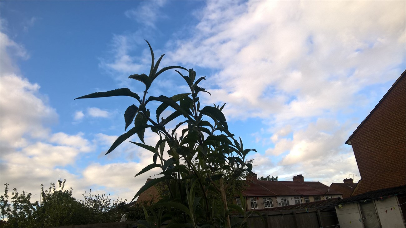 Ảnh chụp từ Lumia 640 XL (ảnh trên) và Galaxy S6 Edge (ảnh dưới) 3 Ảnh chụp từ Lumia 640 XL (ảnh trên) và Galaxy S6 Edge (ảnh dưới) 3