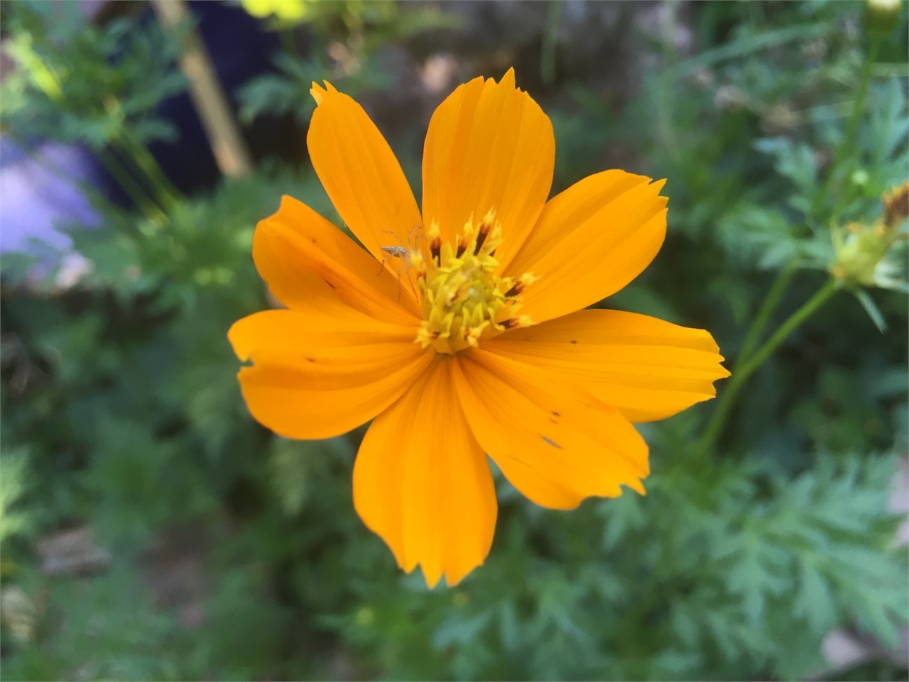 Ảnh chụp ngoài trời