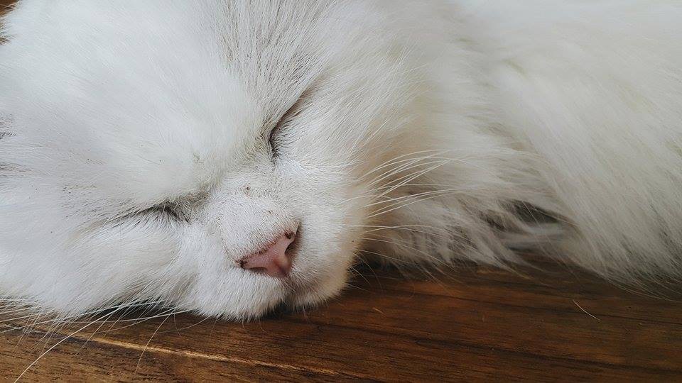 Mèo lười Mèo lười