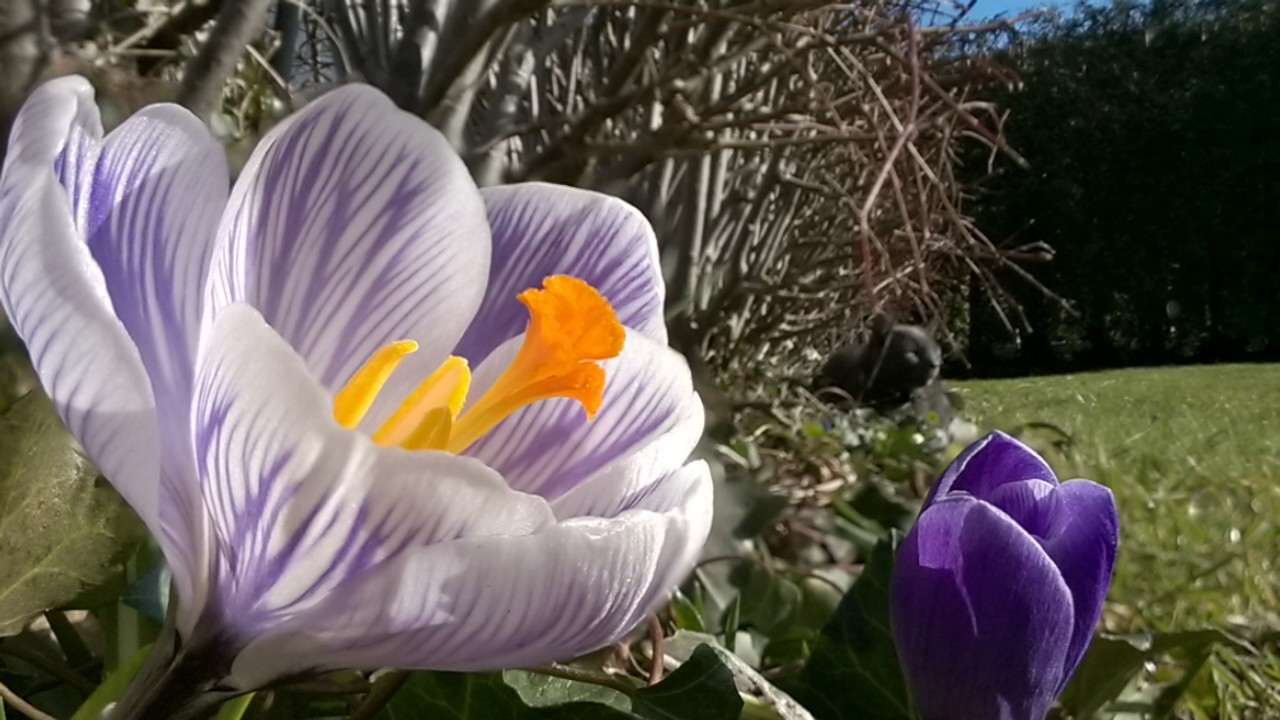 Lumia Refocus (Chụp lấy nét sau)