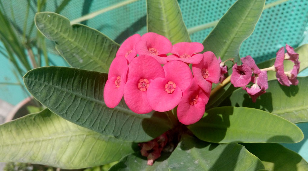 Trong điều kiện ánh sáng ngoài trời nắng mạnh