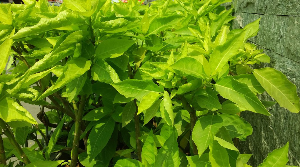 Trong điều kiện ánh sáng ngoài trời