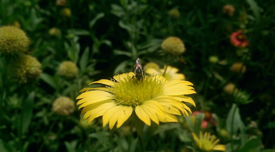 Trong điều kiện ánh sáng ngoài trời