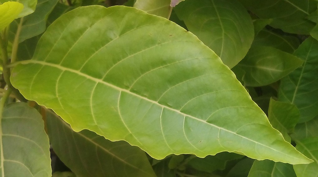 Ở điều kiện ánh sáng nắng ngoài trời mạnh Ở điều kiện ánh sáng nắng ngoài trời mạnh