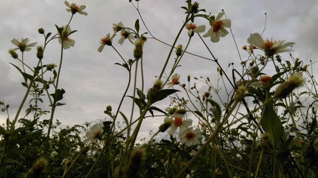 camera-htc-one-e8-tgdd-88