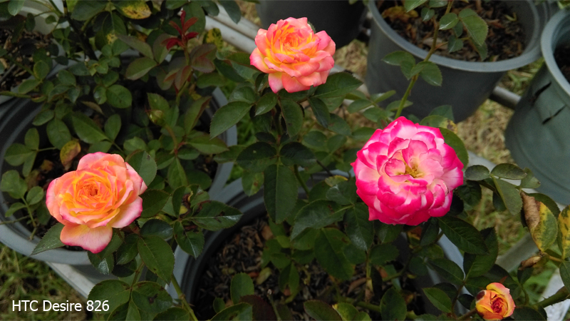 camera htc desire 826