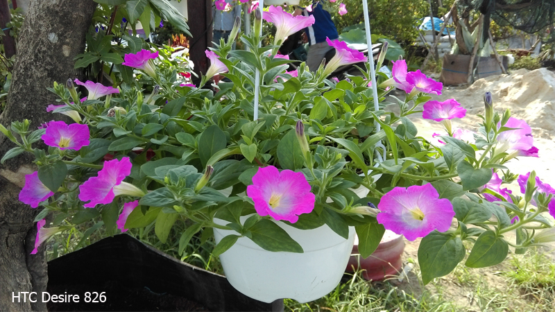 camera htc desire 826