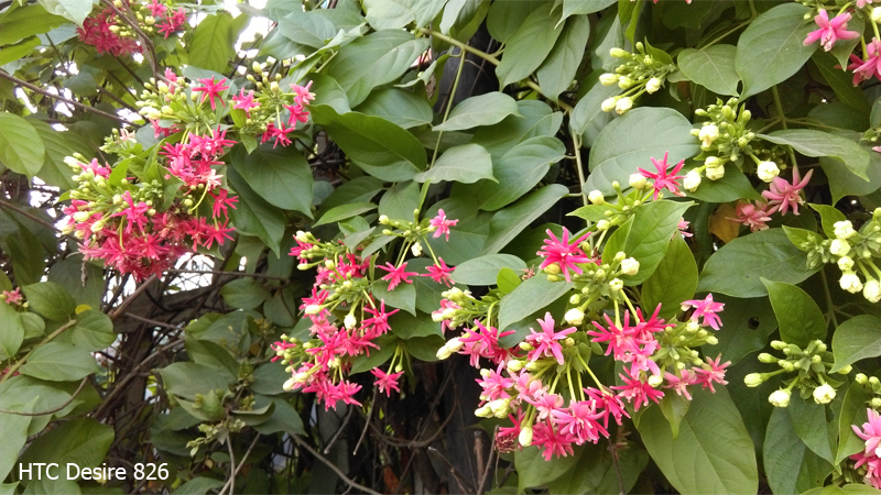 camera htc desire 826