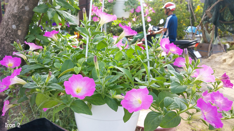 camera pantech vega iron 2