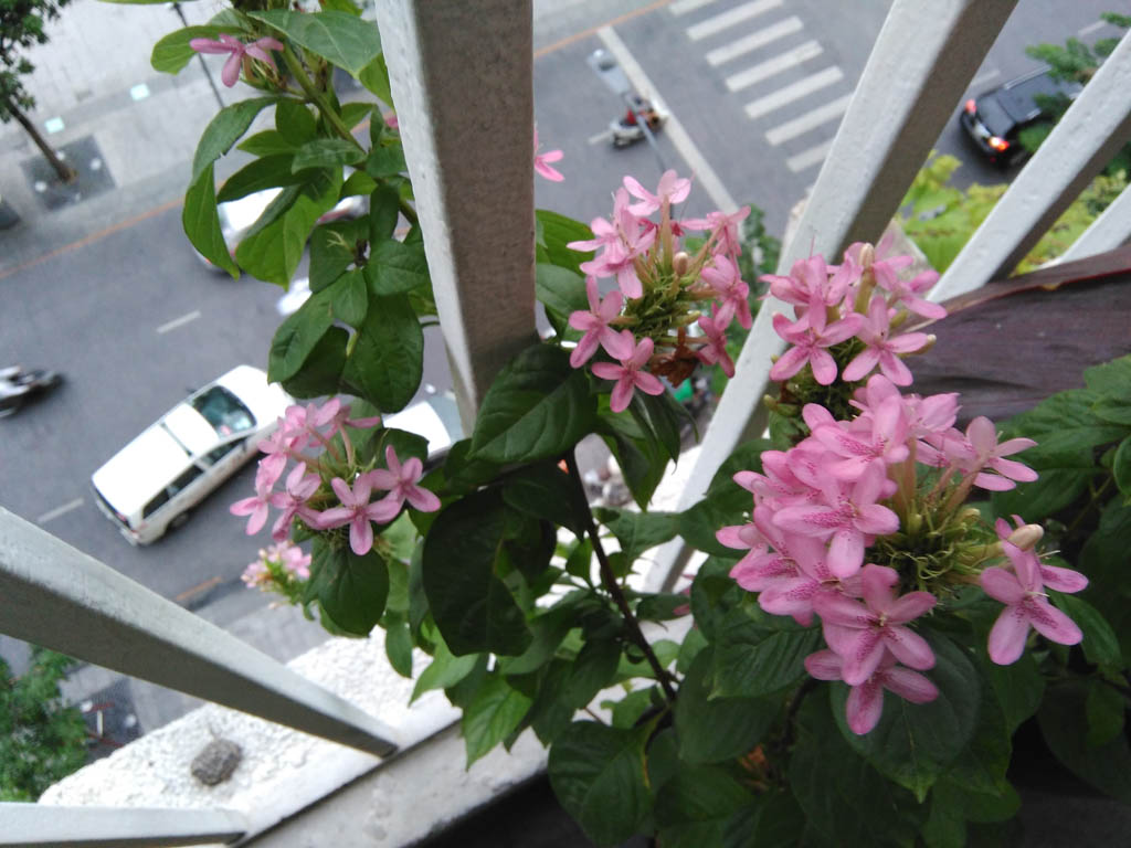 camera-wiko-highway-pure-tgdd-13 camera-wiko-highway-pure-tgdd-13