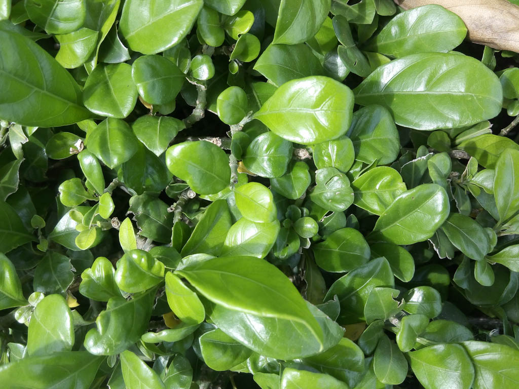 camera-wiko-ridge-4g-tgdd-21 camera-wiko-ridge-4g-tgdd-21