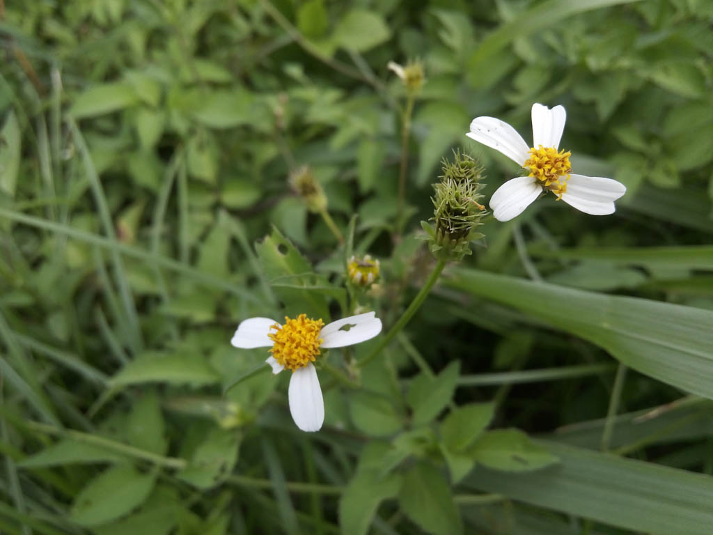 camera-wiko-ridge-4g-tgdd-32 camera-wiko-ridge-4g-tgdd-32