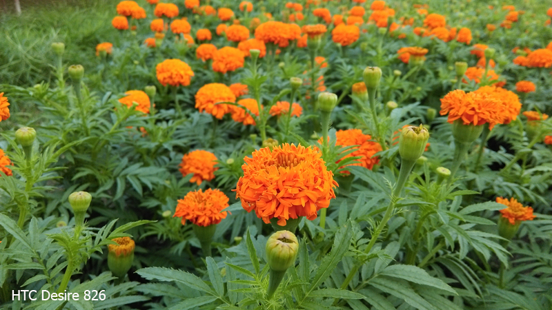 camera htc desire 826 camera htc desire 826