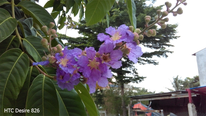 camera htc desire 826 camera htc desire 826