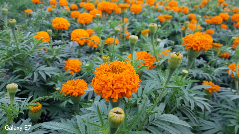 camera galaxy e7 camera galaxy e7