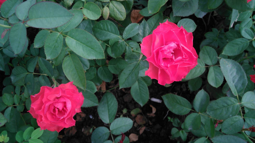 camera-bphone-tgdd-57