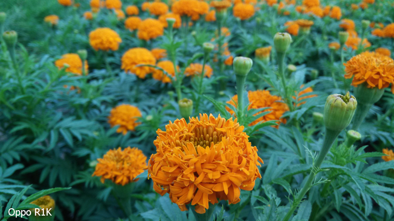 hình chụp camera r1k ngoài trời