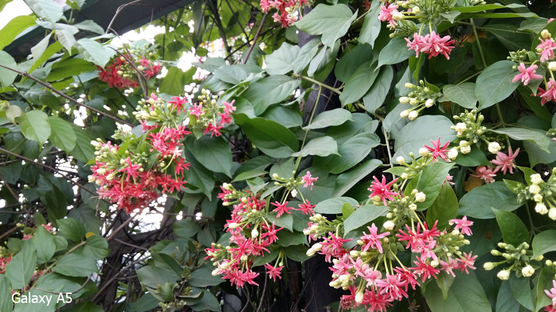 Camera Samsung galaxy a5