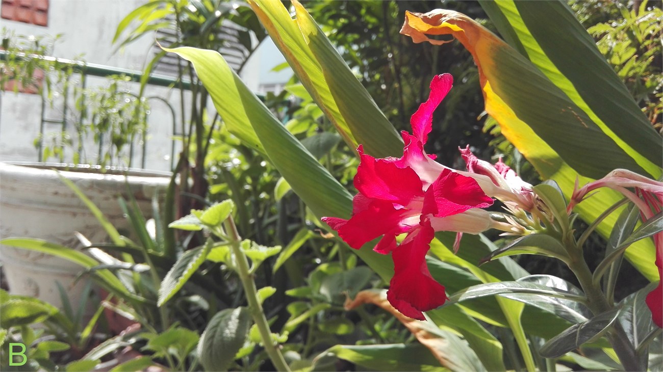 Bài 1: Điều kiện ánh sáng tốt (Thiết lập Auto hoàn toàn) 3 Bài 1: Điều kiện ánh sáng tốt (Thiết lập Auto hoàn toàn) 3