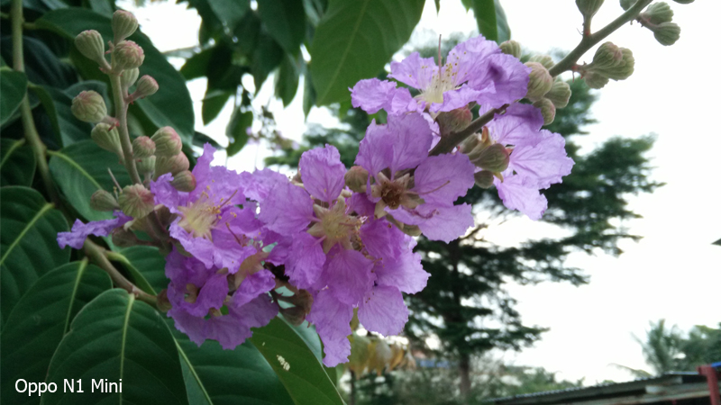 Ảnh chụp từ Oppo N1 mini và Oppo R1K