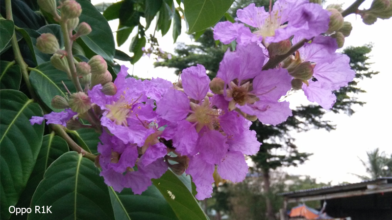 Ảnh chụp từ Oppo N1 mini và Oppo R1K