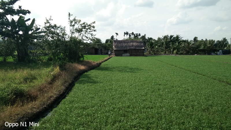 Ảnh chụp từ Oppo N1 mini và Oppo R1K