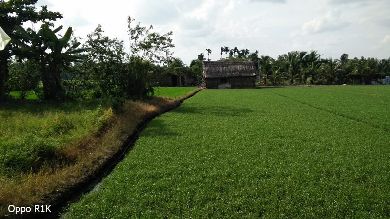 Ảnh chụp từ Oppo N1 mini và Oppo R1K