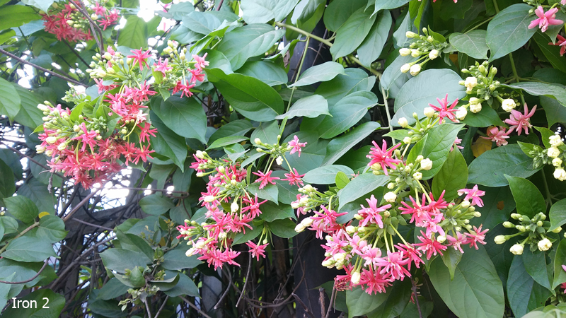 camera vega iron 2 camera vega iron 2