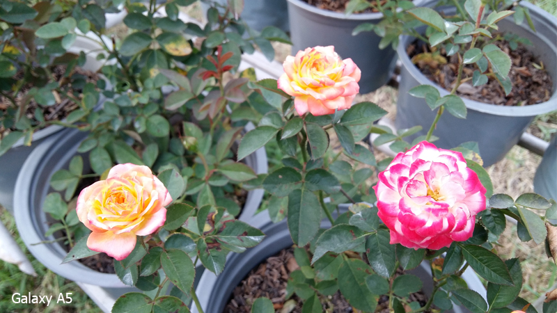 camera galaxy a5 camera galaxy a5