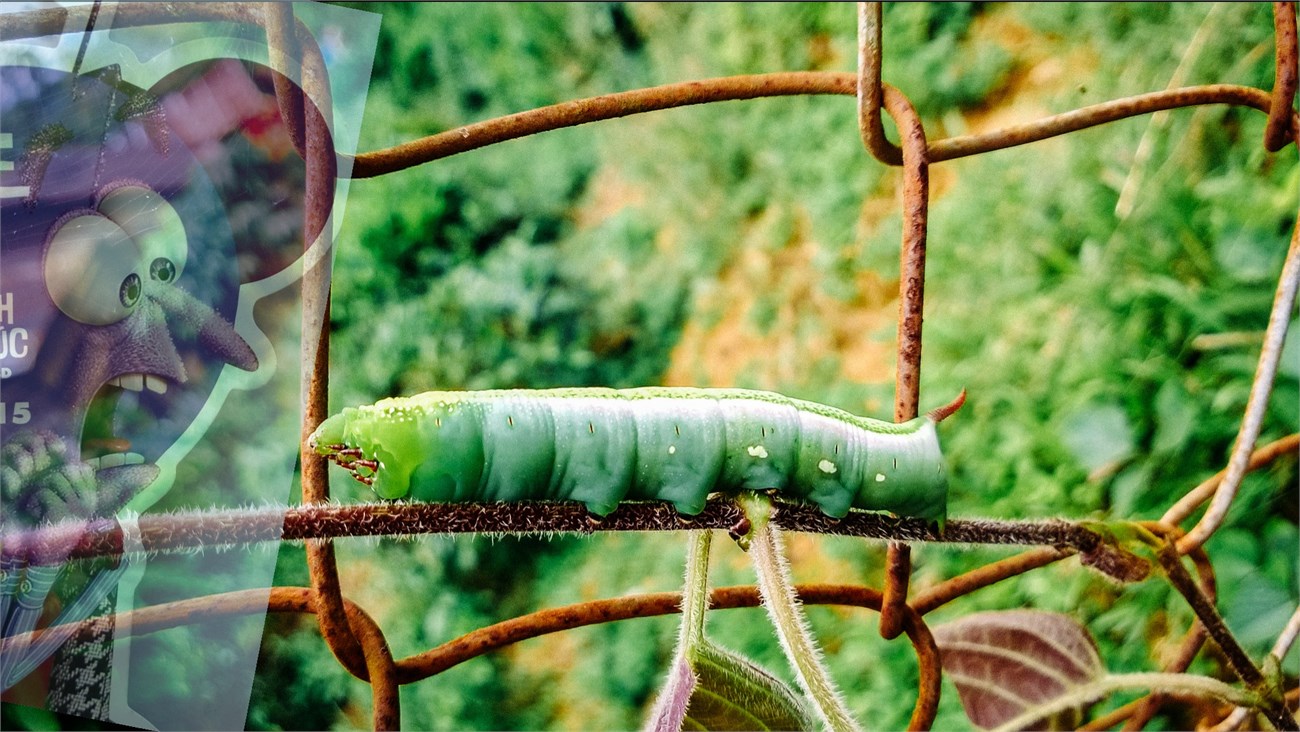 phơi sáng kép cho smartphone 7