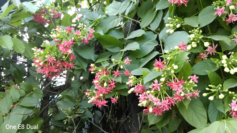 Ảnh Camera HTC One E8 Dual