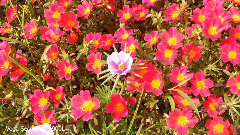 Ảnh camera Vega secret up A900L