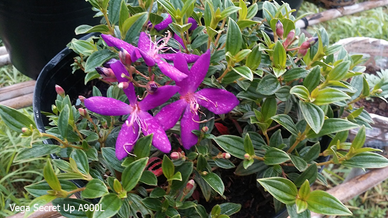 Ảnh camera Vega secret up A900L