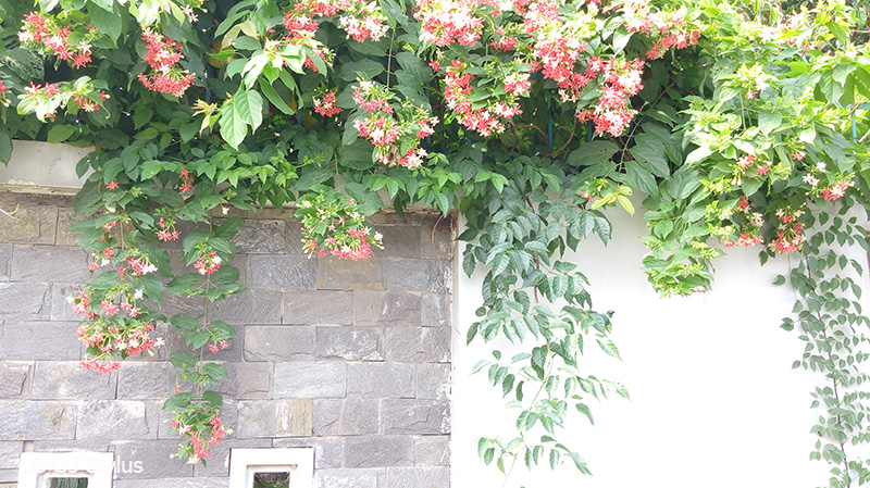 Ảnh chụp từ camera của Sony Xperia M4 Aqua và LG G3 Stylus