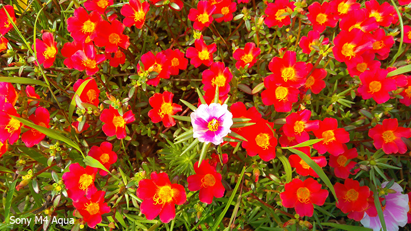 Ảnh chụp từ camera của Sony Xperia M4 Aqua và LG G3 Stylus