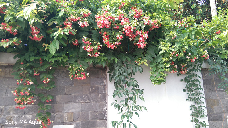 Ảnh chụp từ camera của Sony Xperia M4 Aqua và LG G3 Stylus