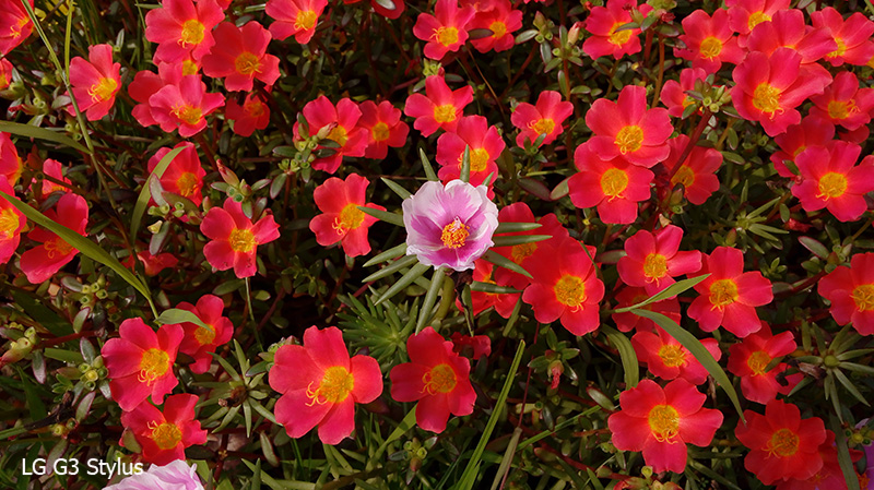 camera-lg-g3-stylus-10