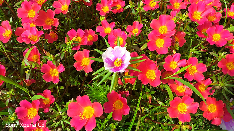 Ảnh camera Sony Xperia C3