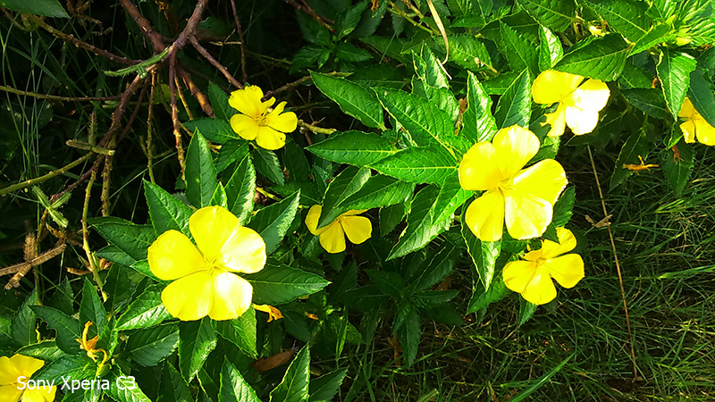 Ảnh camera Sony Xperia C3