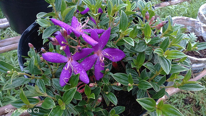 Ảnh camera Sony Xperia C3