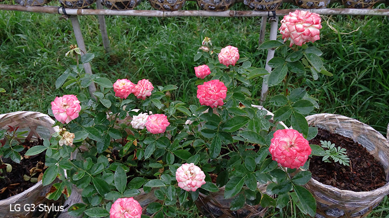 camera-lg-g3-stylus-5