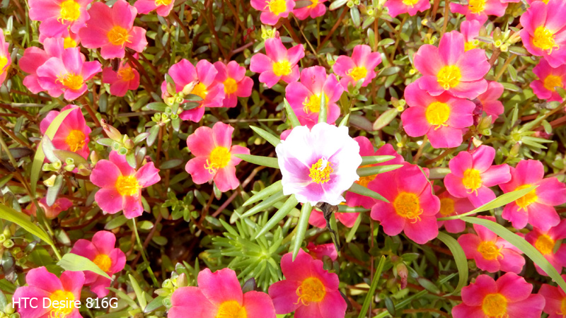 Ảnh chụp từ camera của Gionee Elife S5.1 và HTC Desire 816G