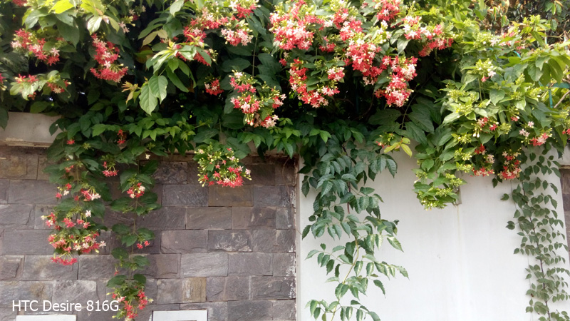 Ảnh chụp từ camera của Gionee Elife S5.1 và HTC Desire 816G