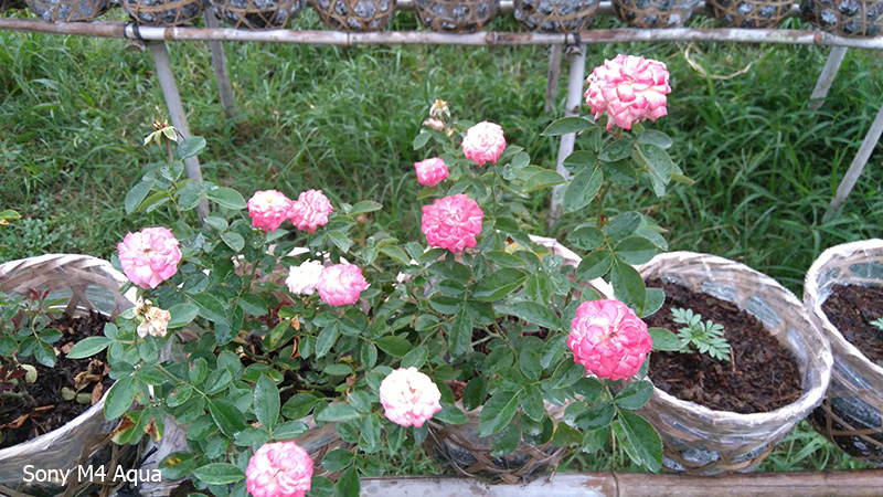 Ảnh so sánh hình chụp của Xperia M4 Aqua và Xperia C3